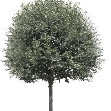 bg element tree
